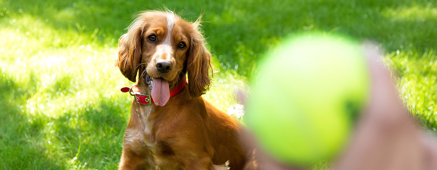 Dog playing with best sale ball